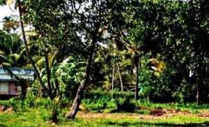 land for sale in kothamangalam kozhipilly